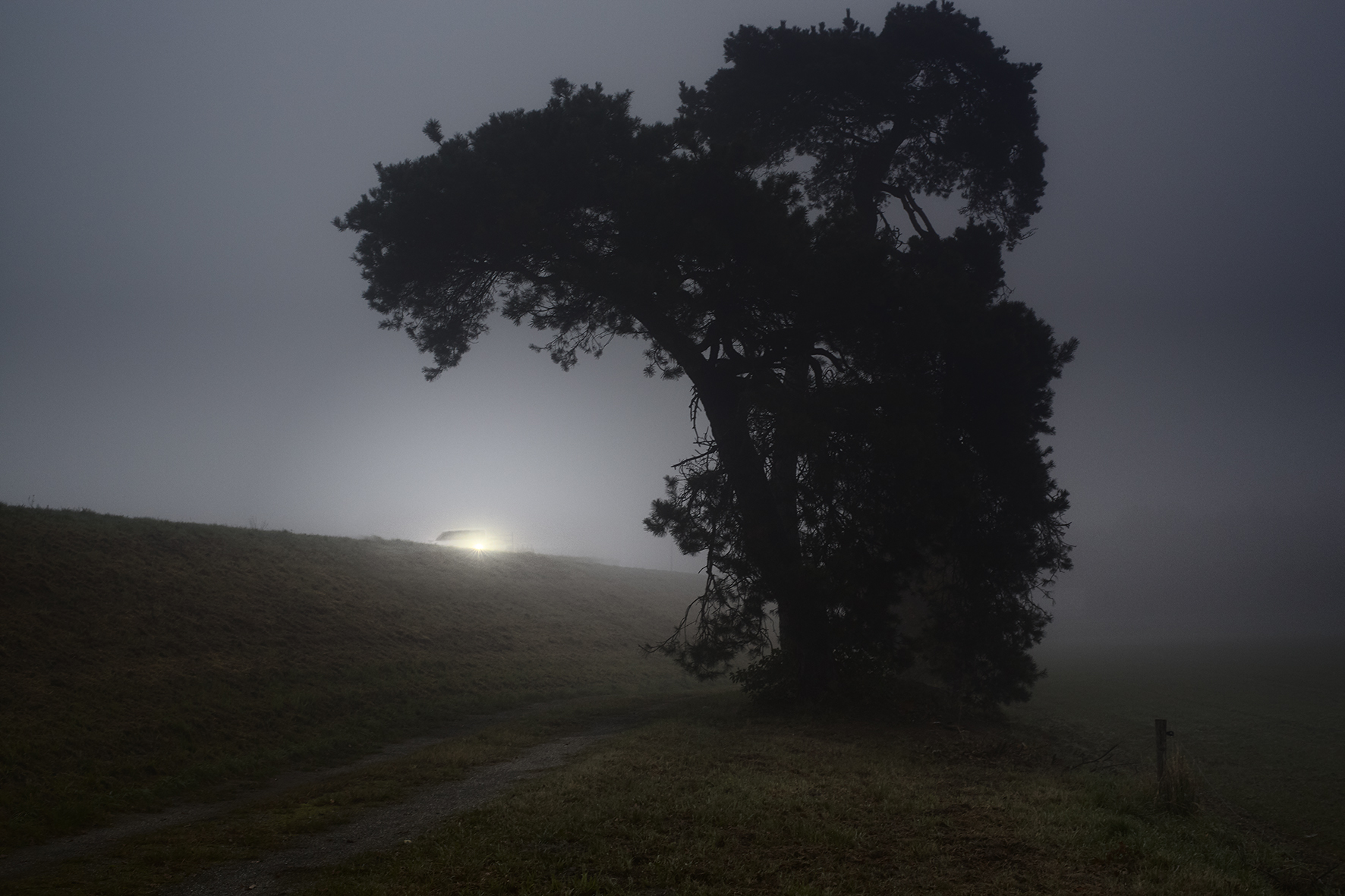 Photograph by Anoek Steketee — a lone tree at dusk in the fog